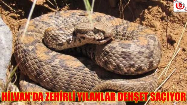 HİLVAN'DA ZEHİRLİ YILANLAR DEHŞET SAÇIYOR