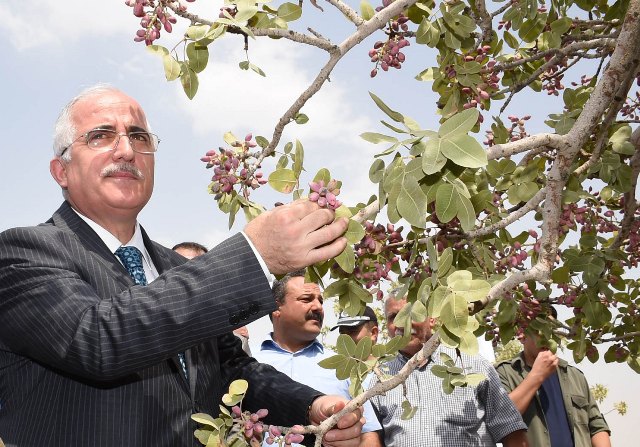 Fıstık Cennetinde Hasat Başladı